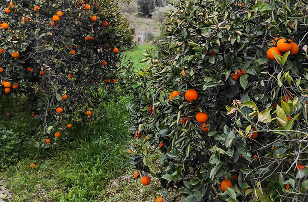 Αγρόκτημα Κωνσταντίνου